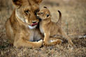  câlinerie,lionne,lionceau 